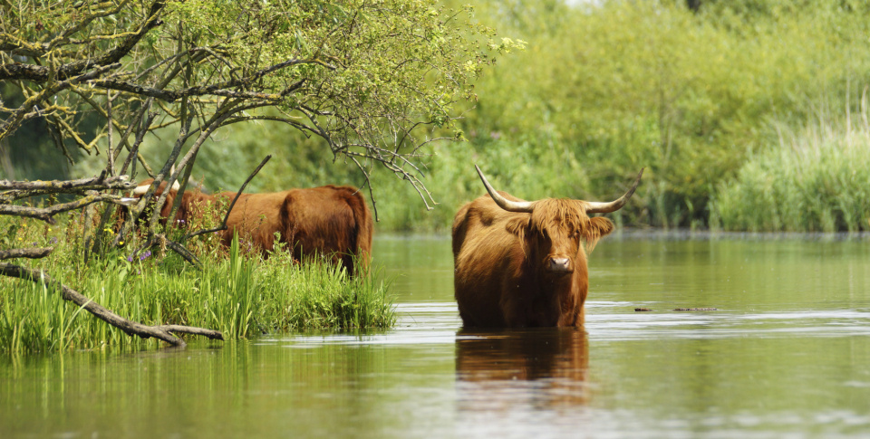 Wandelen en fietsen in De Biesbosch is een belevenis!