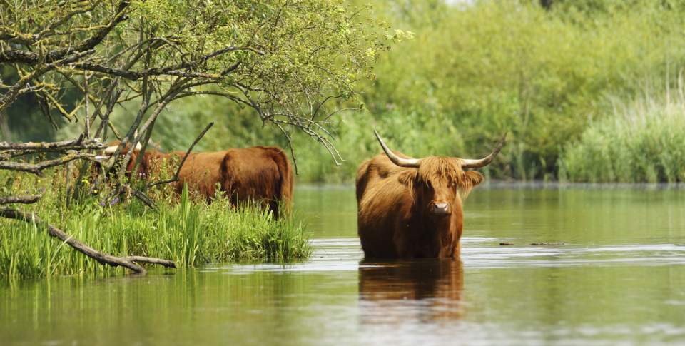 De omgeving - Poort naar de Biesbosch